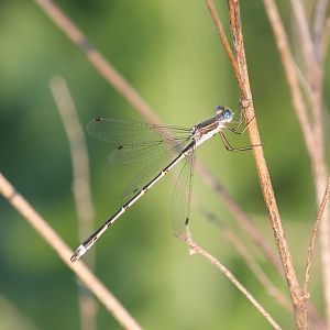 Pond Spreadwing (Lestes sp.)