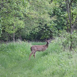 Deer on the path
