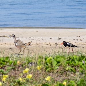 Pied Oystercatcher chasing Beach Stone-Curlew