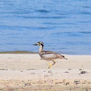 Beach Stone-Curlew
