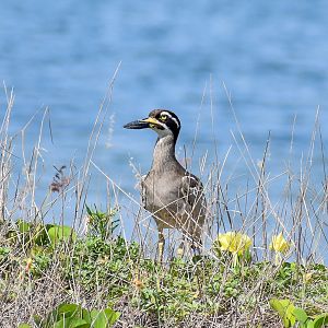 Beach Stone-Curlew