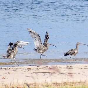 Far Eastern Curlews