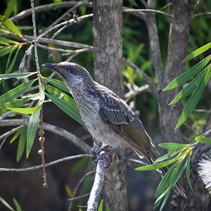 Little Wattlebird