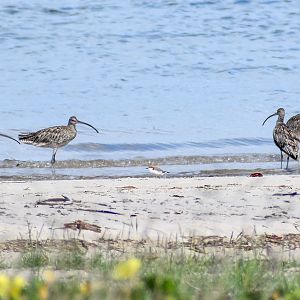 Red-capped Plover and Far Eastern Curlews