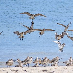 Bar-tailed Godwits
