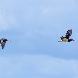 Australian Pied Oystercatchers