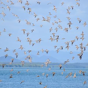 Knots and Godwits