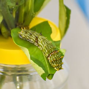 caterpillar - Orchard Swallowtail, Papilio aegeus