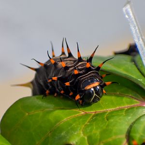 caterpillar - Cairns Birdwing, Ornithoptera euphorion