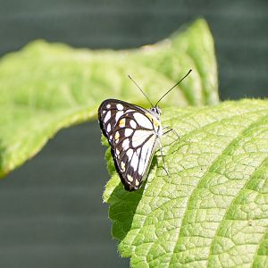 Caper White, Belenois java