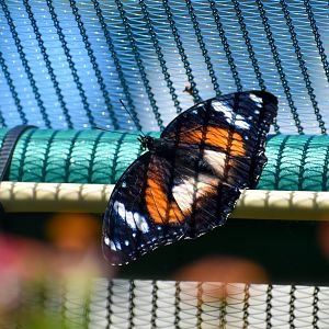 Common Eggfly, Hypolimnas bolina