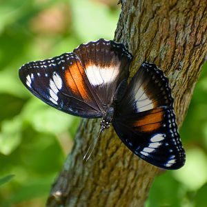 Common Eggfly, Hypolimnas bolina