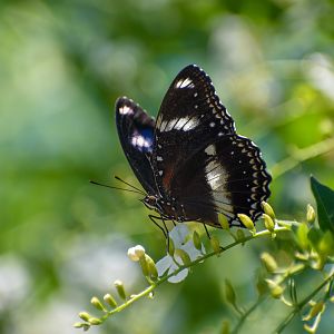 Common Eggfly, Hypolimnas bolina