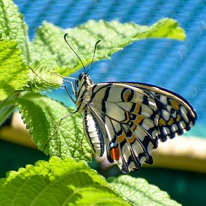 Chequered Swallowtail, Papilio demoleus