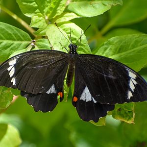 Orchard Swallowtail, Papilio aegeus