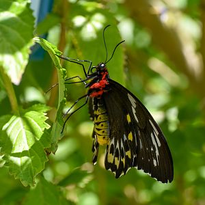 Cairns Birdwing, Ornithoptera euphorion