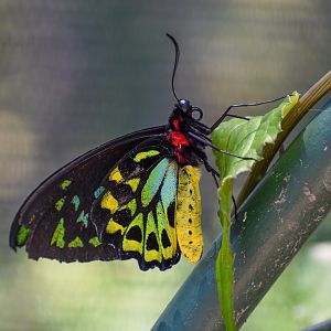 Cairns Birdwing, Ornithoptera euphorion