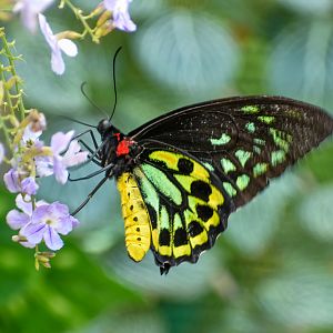 Cairns Birdwing, Ornithoptera euphorion