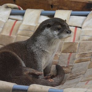 Chinese otter (Lutra lutra chinensis)