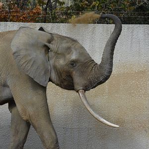 African forest elephant (Loxodonta cyclotis)