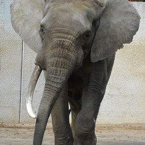 African forest elephant (Loxodonta cyclotis)