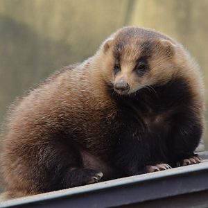 Japanese badger (Meles anakuma)