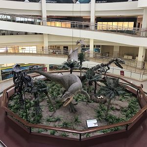 Rotunda of 1st floor of the MTA Natural History Museum