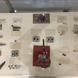 Tubilidentid fosil samples at the MTA Natural History Museum