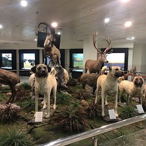 Mammal taxidermies at the MTA Natural History Museum