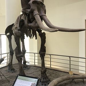 Elephant fossil mount at the MTA Natural History Museum