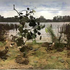 Waterfowl taxidermy at the MTA Natural History Museum