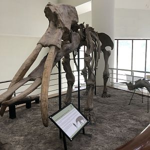Gonphotherium skeleton mount at the MTA Natural History Museum