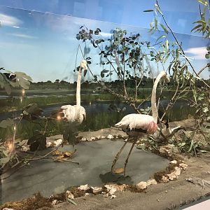Flamingo taxidermy at the MTA Natural History Museum
