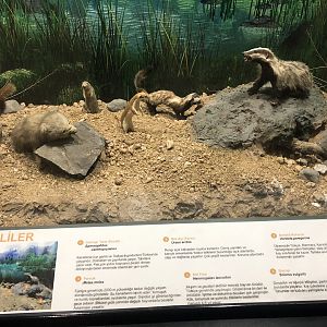 Random mammal taxidermy display at the MTA Natural History Museum