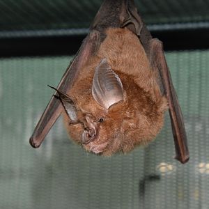 Japanese greater horseshoe bat (Rhinolophus nippon)