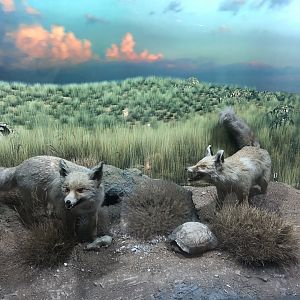 Red fox taxidermy at the MTA Natural History Museum