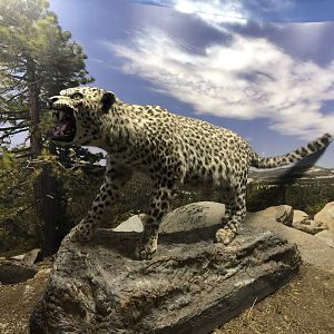 Leopard taxidermy at the MTA Natural History Museum