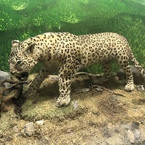 Leopard taxidermy at the MTA Natural History Museum