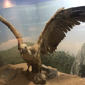 Eurasian Griffon taxidermy at the MTA Natural History Museum