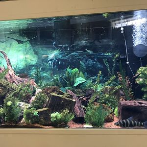 “Prehistoric fish” tank at the MTA Natural History Museum