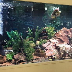 “Prehistoric fish” tank at the MTA Natural History Museum