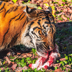 Kemala the female Sumatran Tiger