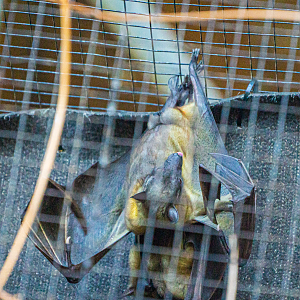 Straw-coloured Fruit Bat