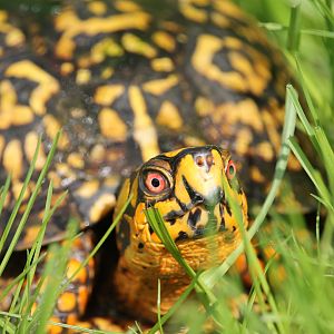 Eastern Box Turtle (Terrapene carolina)