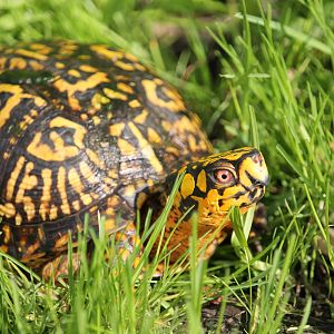 Eastern Box Turtle (Terrapene carolina)