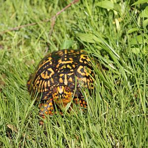 Eastern Box Turtle (Terrapene carolina carolina)