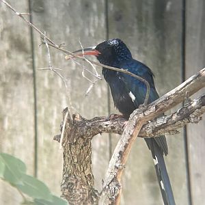 Green Woodhoopoe