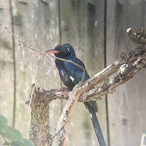 Green Woodhoopoe