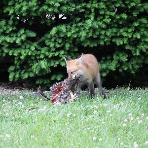 Red fox with a meal