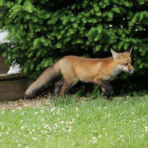 Red fox (Vulpes vulpes)